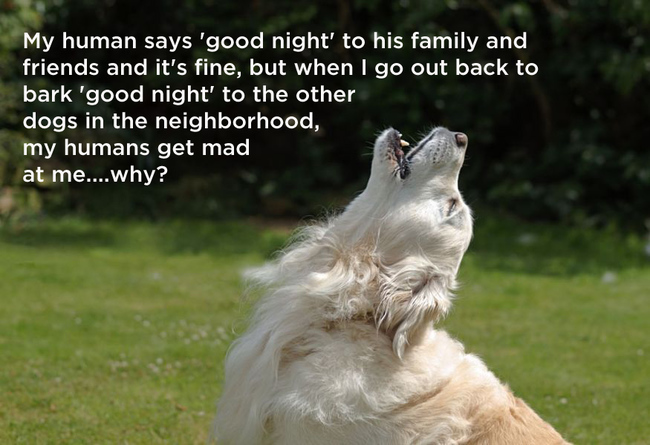 18. 為什麼我的人類跟家人朋友們說「晚安」都沒事，我出去跟附近的狗說「晚安」，我的人類就會生氣呢...為什麼？