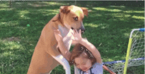This Dog Realized In Mid Air That He Was About To Fall On A Child And His Face Is Priceless