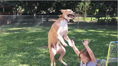 This Dog Realized In Mid Air That He Was About To Fall On A Child And His Face Is Priceless
