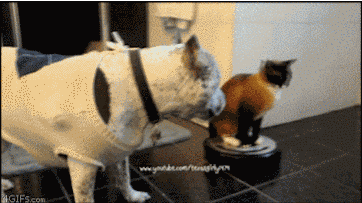 29 Times Cats Continued To Be Complete Jerks