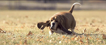2.) Dogs Running