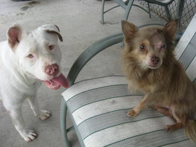 16.) Joanie and Chachi, two abandoned dogs who <a href="http://www.viralnova.com/joanie-loves-chachi/" target="_blank">never left each other's side</a>.