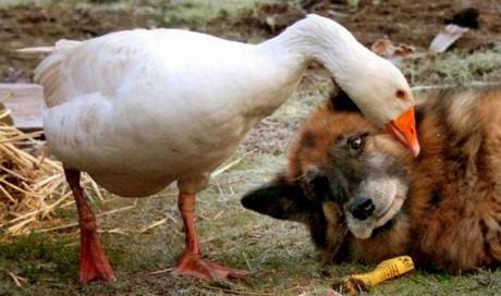 19.) This formerly aggressive pup whose life was saved by <a href="http://www.viralnova.com/dog-and-goose/" target="_blank">the love of a goose</a>.