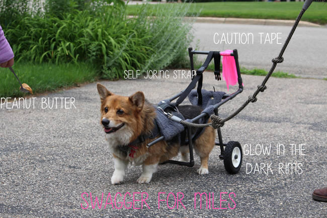 22.) Bentley, the corgi cutie whose owners <a href="http://www.viralnova.com/bentley-on-wheels/" target="_blank">created this customized set of wheels</a>.