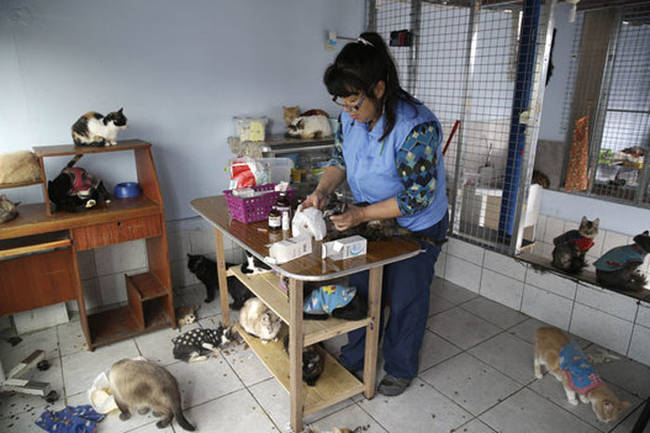 26.) This nurse in Peru who lives with and cares for <a href="http://www.viralnova.com/cat-nurse/" target="_blank">175 cats who all suffer from feline leukemia</a>.