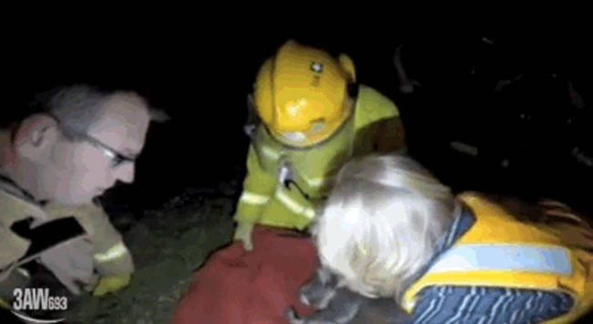 29.) This group of Australian firefighters who <a href="http://www.viralnova.com/firefighters-save-koala/" target="_blank">saved an injured koala's life with CPR and mouth-to-mouth resuscitation</a>.