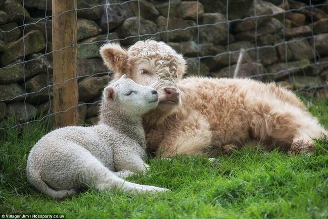 33.) This orphaned lamb and calf who found <a href="http://www.viralnova.com/lamb-calf-friends/" target="_blank">adorable friendship and family with each other</a>.