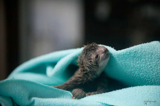 41.) This baby sloth who entered the world as the <a href="http://www.viralnova.com/baby-sloths/" target="_blank">first ever sloth c-section delivery</a>.