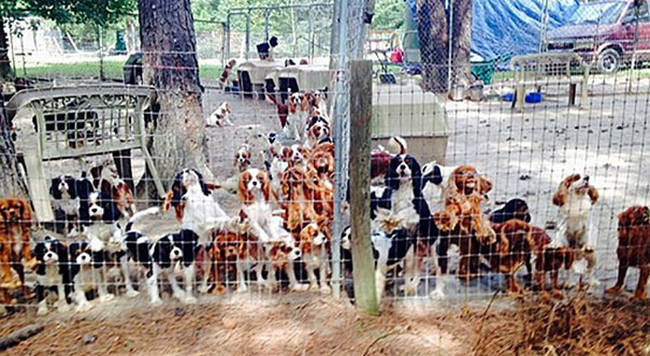 50.) The amazing folks at Operation Cavalier Rescue who saved the lives of <a href="http://a.viralnova.com/puppy-mill-rescue/" target="_blank">over 100 pups from an awful puppy mill</a>.