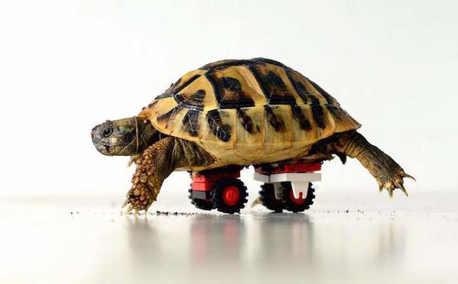 51.) This tortoise whose vet got <a href="http://www.viralnova.com/lego-tortoise/" target="_blank">creative with some LEGOs to help him heal</a>.