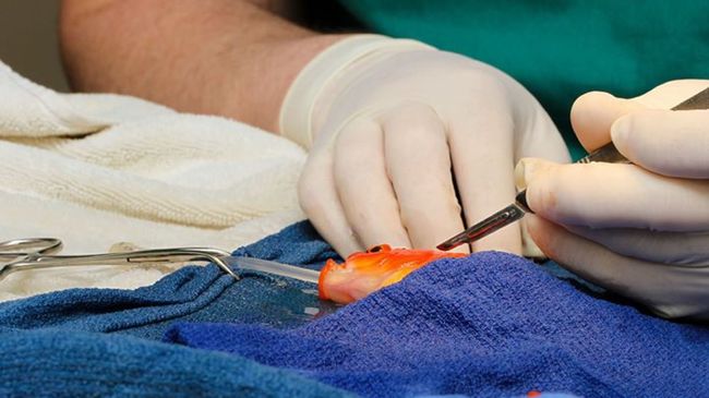 這並不是第一次的金魚手術，在去年9月美國CBS新聞報導在澳洲墨爾本有隻10歲大的金魚George被帶到史密斯動物醫院 (Lort Smith Animal Hospital) 動手術取出體內的惡性腫瘤，花費了約6千4百元台幣 (200美元) 和45分鐘驚險的手術，如今George也健康地回到水中。