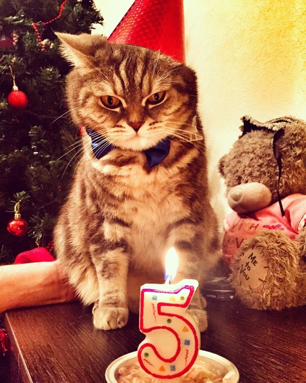 This cat who has zero appreciation for your celebratory efforts.