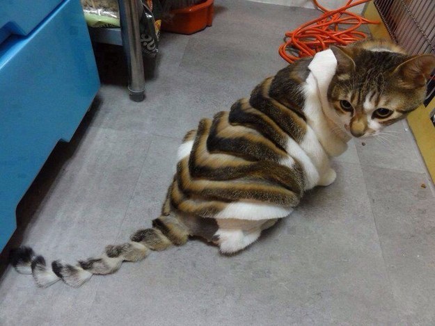 This cat's haircut is just not necessary.