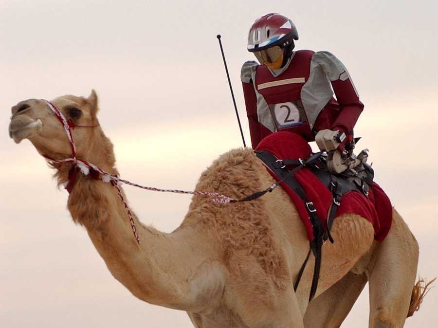 In Dubai, $300 robots are replacing illegal child labor in camel racing.