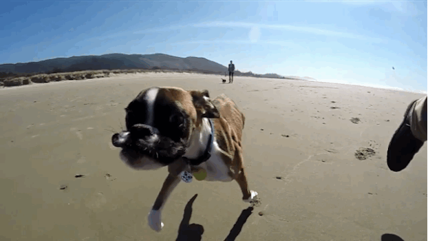 6.) This brave boxer who gets around with <a href=http://www.viralnova.com/two-legged-dog-beach/" target="_blank">only two legs</a>.