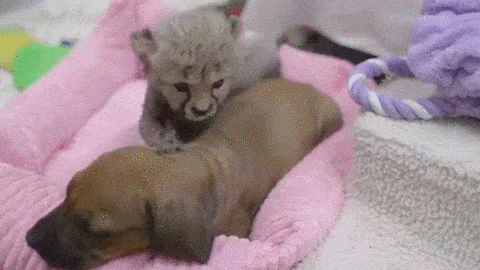 30.) This baby cheetah and her puppy friend <a href="http://www.viralnova.com/baby-cheetah-puppy/" target="_blank">who will be raised together at the San Diego Zoo Safari Park</a>.
