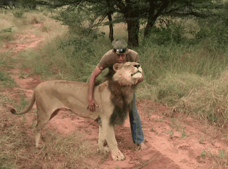 Zion has never attacked a person, Frikkie notes that he trusts the lion completely.