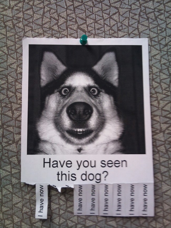 "你有看過這隻狗嗎？"
