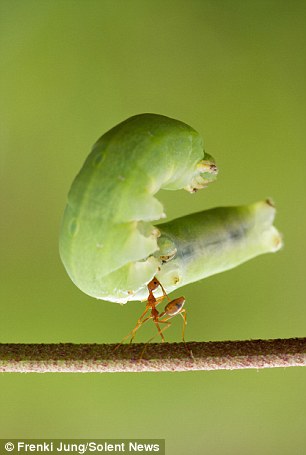 Teenager Frenki Jung captured the special moment on camera and said the ant was walking along the branch while balancing the caterpillar above its head