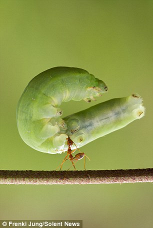 在印尼17岁的 Frenki Jung就刚好拍下了这个壮观的画面，一只编织蚁单靠他的颚，就举起了一整只绿色毛毛虫，体型还是他的好几倍大。