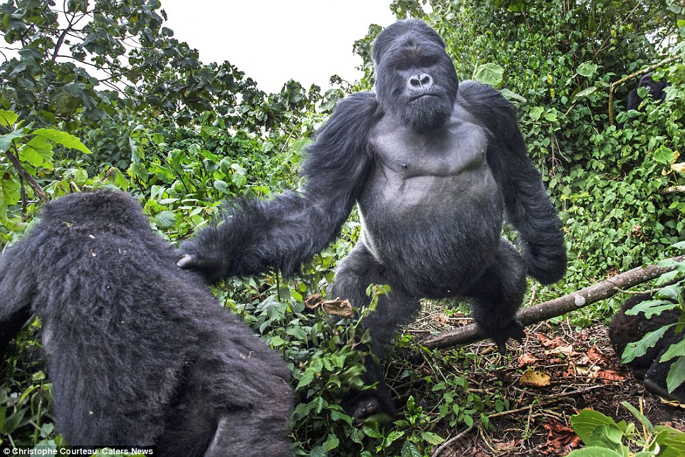 這隻198公分高、190公斤的大猩猩，就朝他衝了過來，不費吹灰之力地撲倒了攝影師。雖然攝影師挨揍了，但他還是拍下了在攻擊前一幕這張充滿張力的相片。