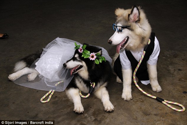 Two Alaskan Malamutes were married today in Manado, Indonesia. The bride, Yipa, wore a garland of flowers and a white dress and the groom Buls wore a waistcoat and a pair of glasses 