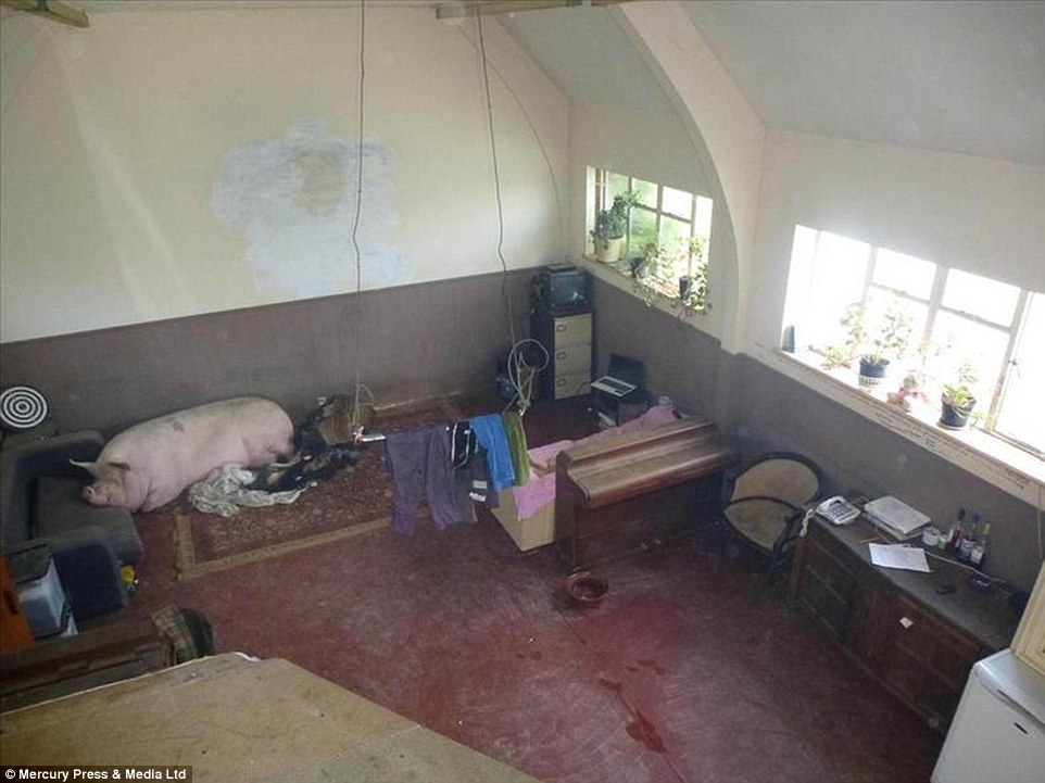 A real pigsty: This peculiar room's main resident appears to be a huge pig, which rests its head on the sofa and lies across a rug while washing is suspended from the middle of the ceiling on an iron bar