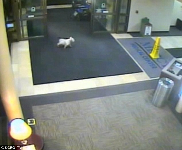 根据医院的安全人员表示，他意外地看到这只狗狗出现在医院大厅里，看起来也很焦虑、很像要上哪里去。最后，他们依照了Cissy 的挂牌，联系上了她远在好几个街区外的家人。Nancy 的先生也说，Cissy 一定是太想念妈妈了。