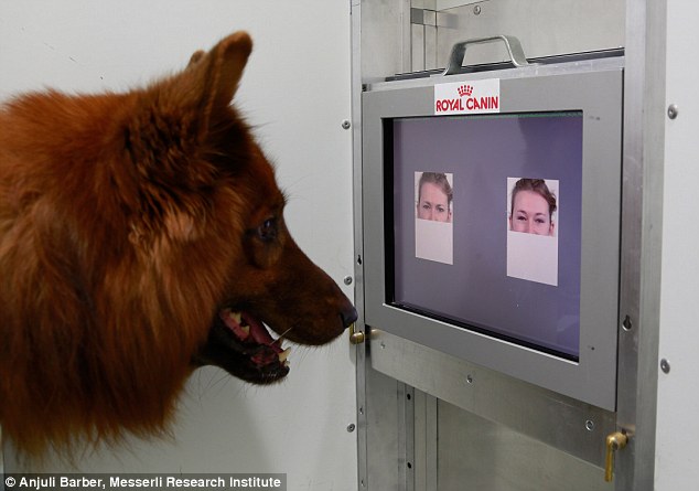 研究学者表示，或许也因此证实了不管是不是熟识的人 (实验是用陌生人的照片进行)，狗狗确实能够精准地分辨人类的表情！