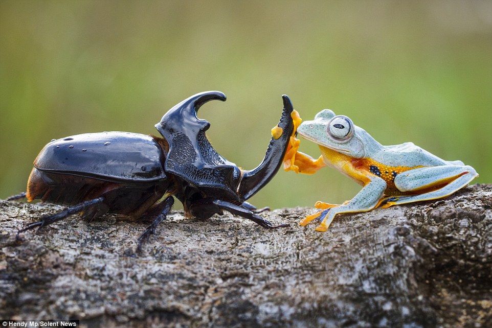 Howdy partner! The 25-year-old described the moment as 'amazing' and added 'the frog just saw the beetle and decided to crawl on top'