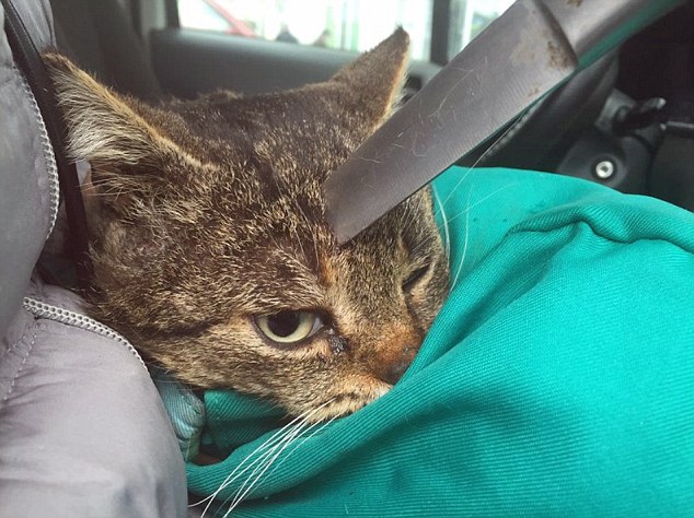 在欧洲克里米亚半岛 (Crimea Peninsula)，这只可怜的流浪猫的头颅被插进了一支15公分长的刀子。在被带往医院后，医生发现，已经有5公分的刀子陷入了小猫的头颅里头。