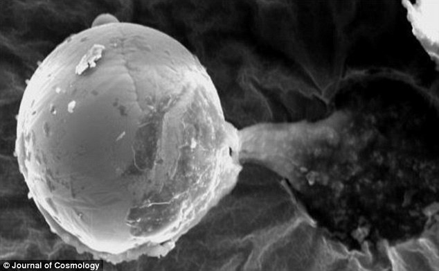 雪菲尔大学 (University of Sheffield) 和白金汉大学 (University of Buckingham) 的科学家发现了这样的金属球，大约如人类发丝这么宽。这样的发现可以被推测为是一种定向泛种论 (Directed panspermia)，也就是地球的生命起源是由未知外星文明所传送过来的。