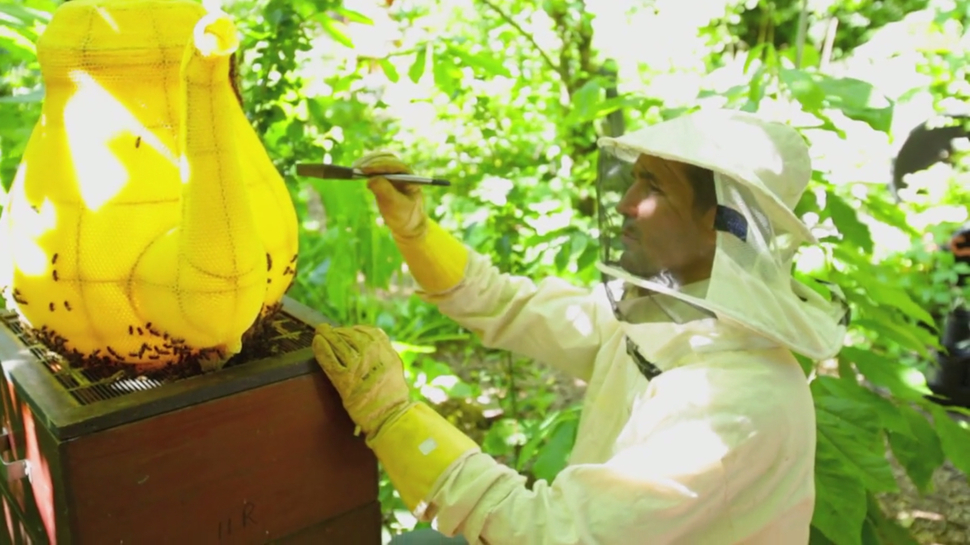 荷兰的养蜂人Johan Beckers和Bart De Coo也协助确保这些蜜蜂的筑巢过程顺利。