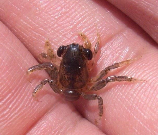 不過最後證明，他只是一種叫做大眼幼體 (Megalopa) 的未成熟螃蟹而已啦！(超掃興！)
