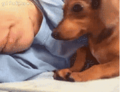 18 Small Victories Of Dog Owners