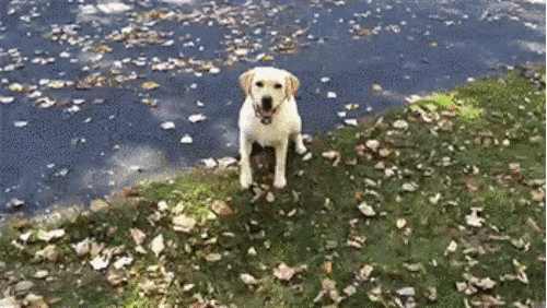 18 Small Victories Of Dog Owners