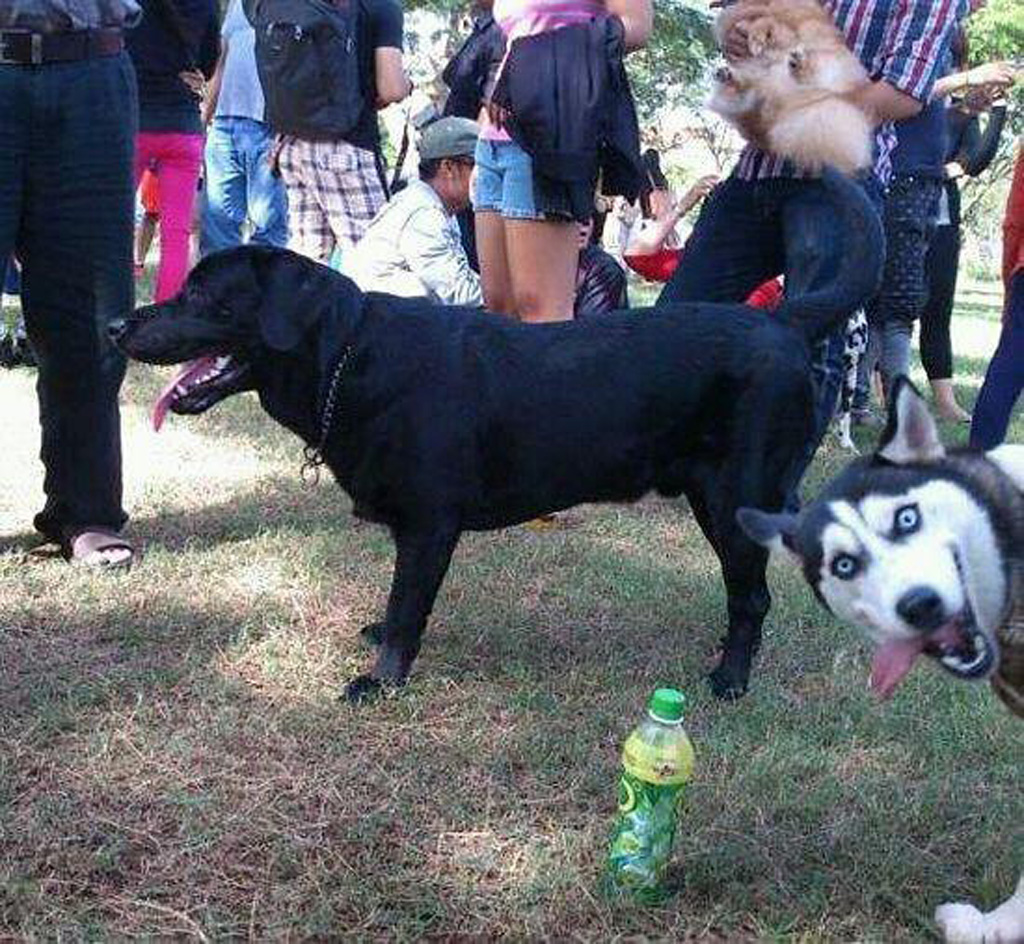 右邊的狗狗亂入真的會讓人笑出來...