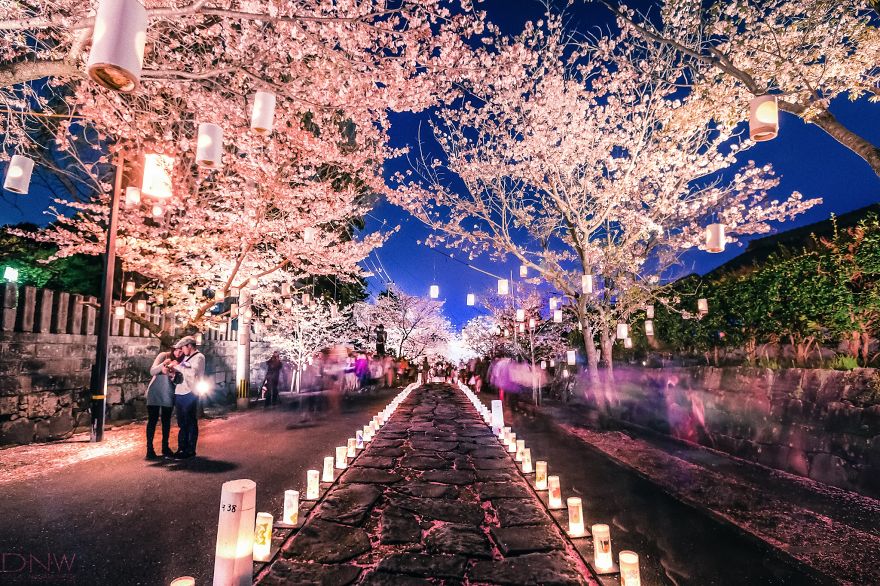 日本的櫻花燈籠節 (Cherry Blossom Lantern Festival)