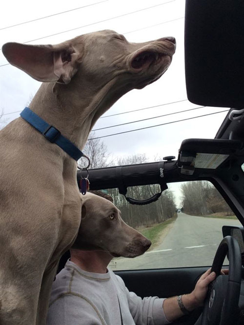 Dogs have finally learned to drive.