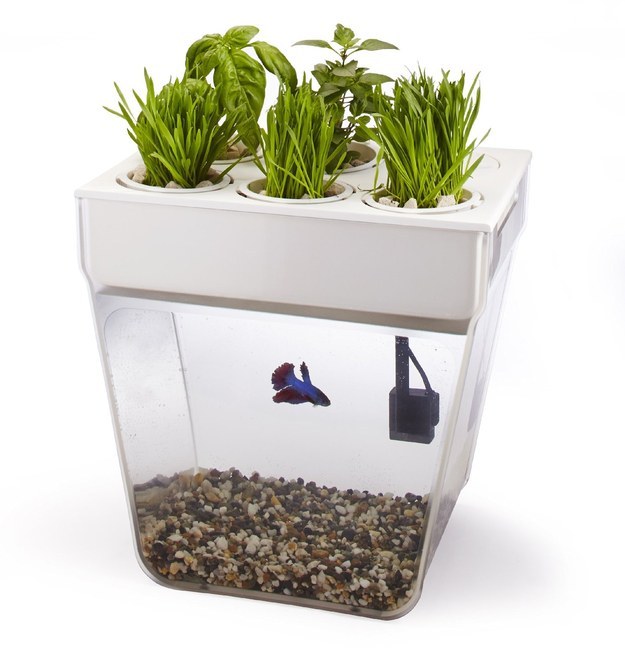 A goldfish bowl that also grows herbs.