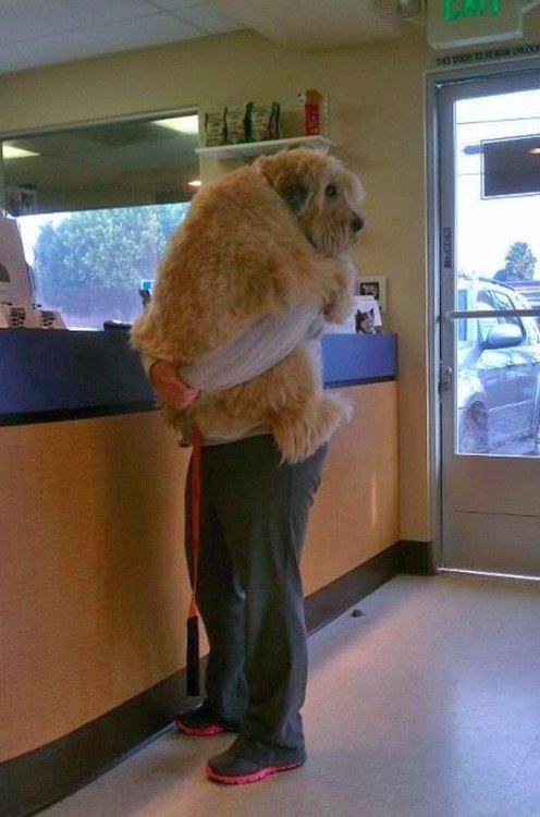 Or when they get nervous at the vet and all they need is a hug from you.