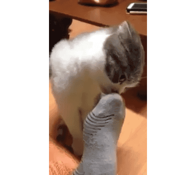 This cat just learned a valuable lesson about dirty socks.