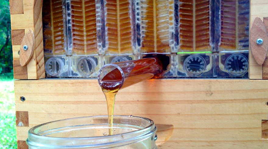 相较于传统采蜂蜜的方式，这样的方法最不会影响蜜蜂，并且也比以前还要更方便！