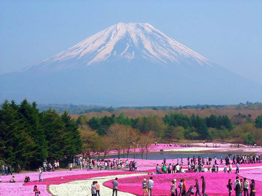 日本的富士山芝櫻祭 (Fuji Shibazakura Festival)