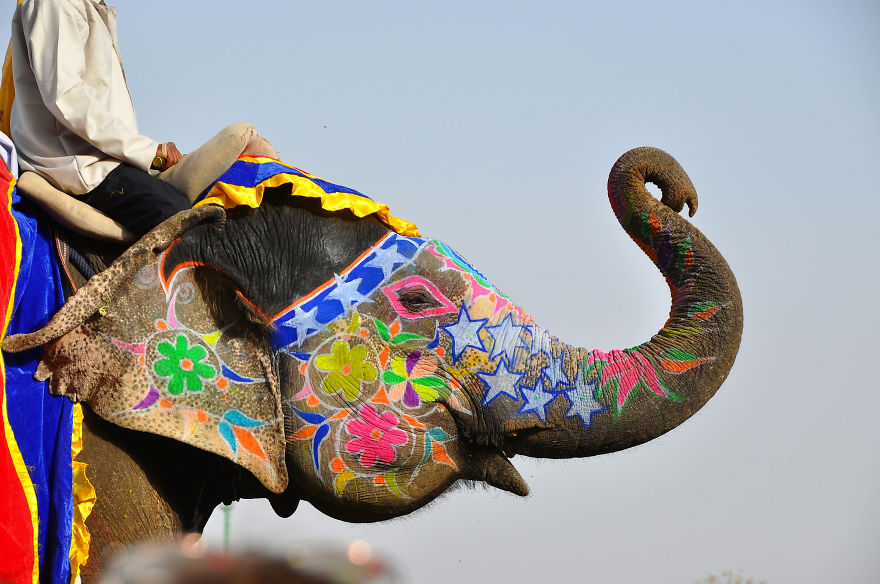 印度的彩繪大象節 (Jaipur Elephant Festival)