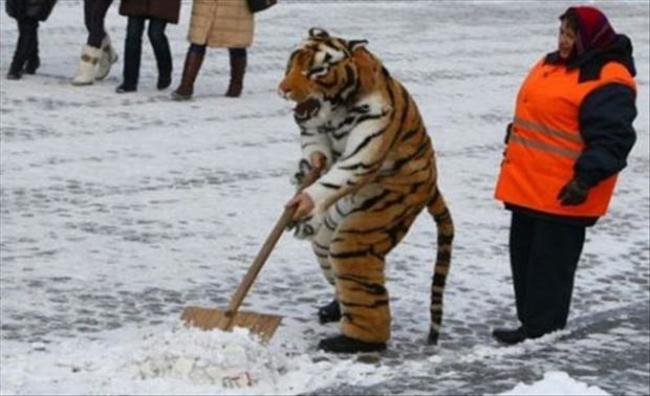 剷雪的老虎。