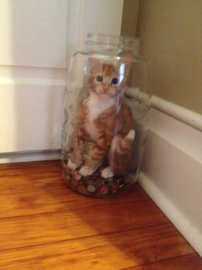 偷钱猫咪！