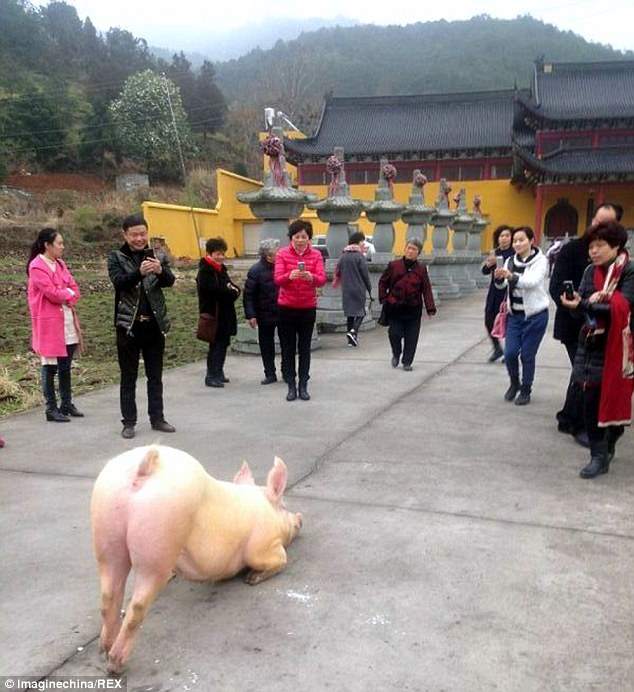 據傳這隻豬是為了找尋食物，於是從圈養的農場裡逃了出來。