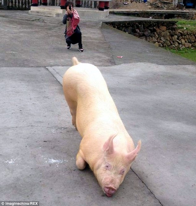 日前在中国温州的一处寺庙前面，居然出现了这样一个奇特的景象...一只约150公斤重的猪，就这么趴在寺庙前膜拜！