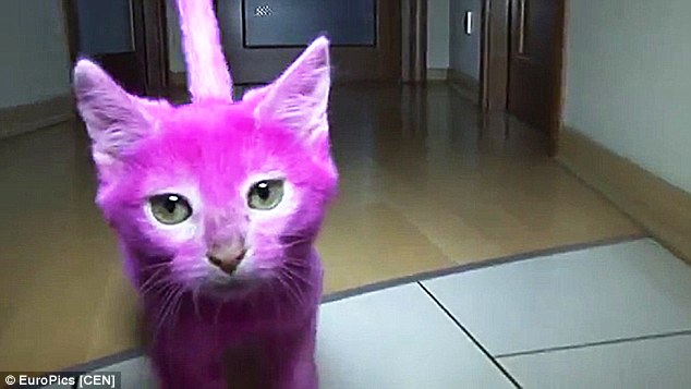 结果这只粉红色猫咪在派对结束的几个月后就去世了，兽医表示小猫的死因是因为摄取到过多有毒物质。